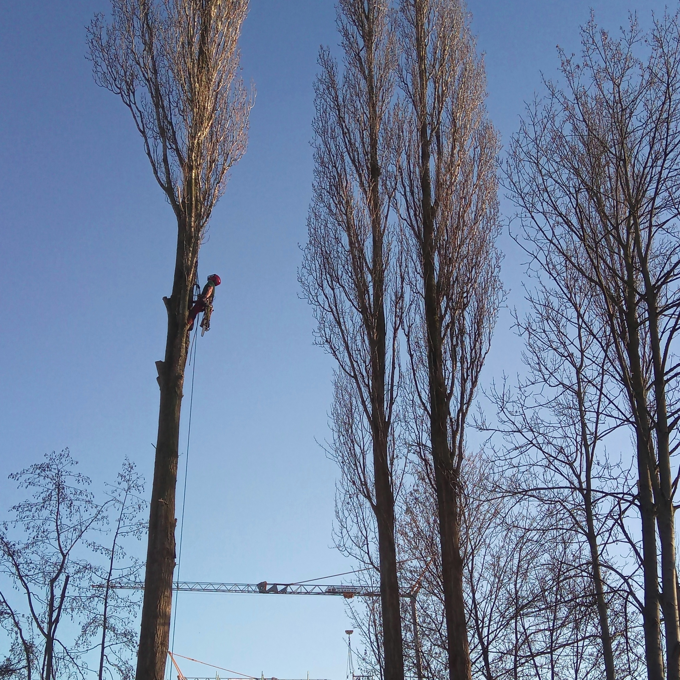 40 Meter hohe Spitzpappeln auf wenig Platz mit einer Winde gelegt